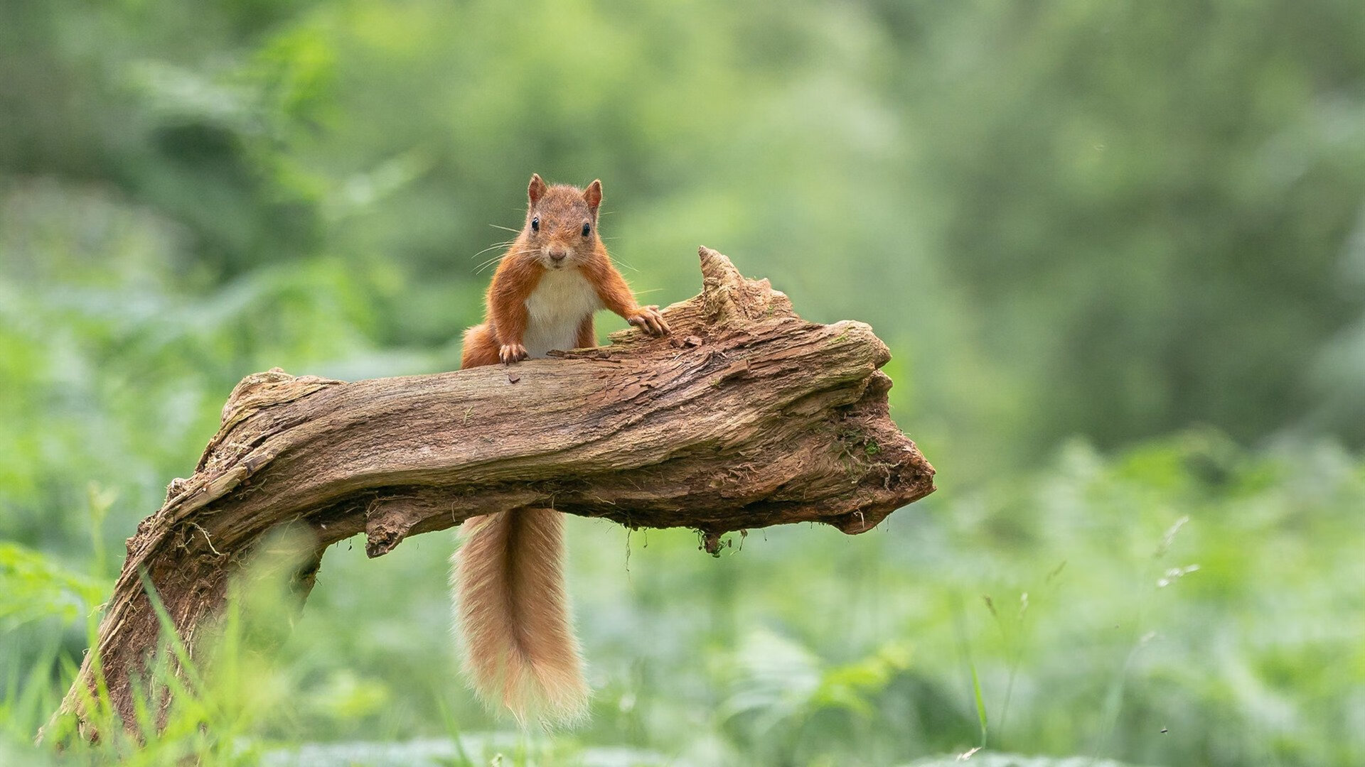 _运动员的个人品牌建设：美丽与实力兼备_，运动员自己的品牌
