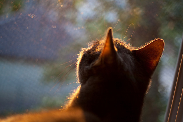 _鹈鹕实力提升，目标直指季后赛_，鹈鹕目前阵容