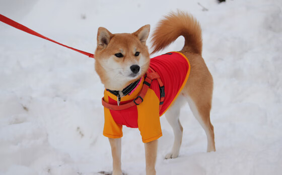 帕尔马老板豪掷千金，欲冲击顶级行列，帕尔马新老板