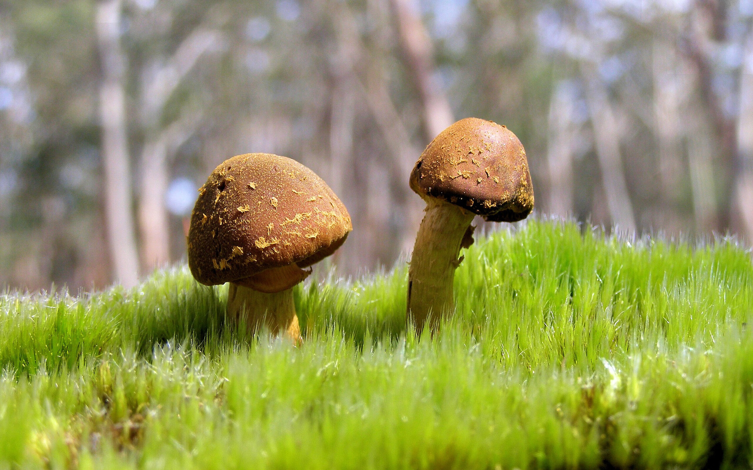 意甲引入新战术体系,表现亮眼的球员频频制造奇迹,意甲开始