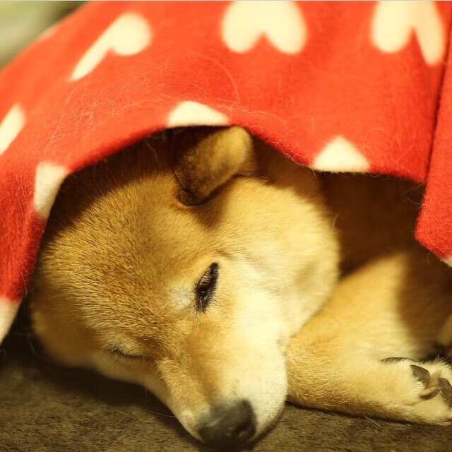 开云官网APP下载-维尼修斯连续4场助攻，皇马火力全开头牌