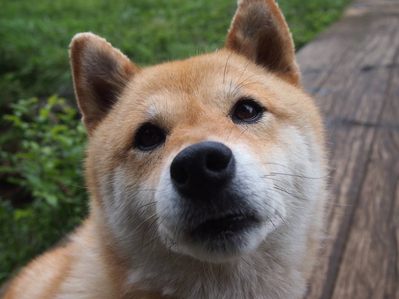 佛罗伦萨是否应引入高质量中场组织者，佛罗伦萨球队主场