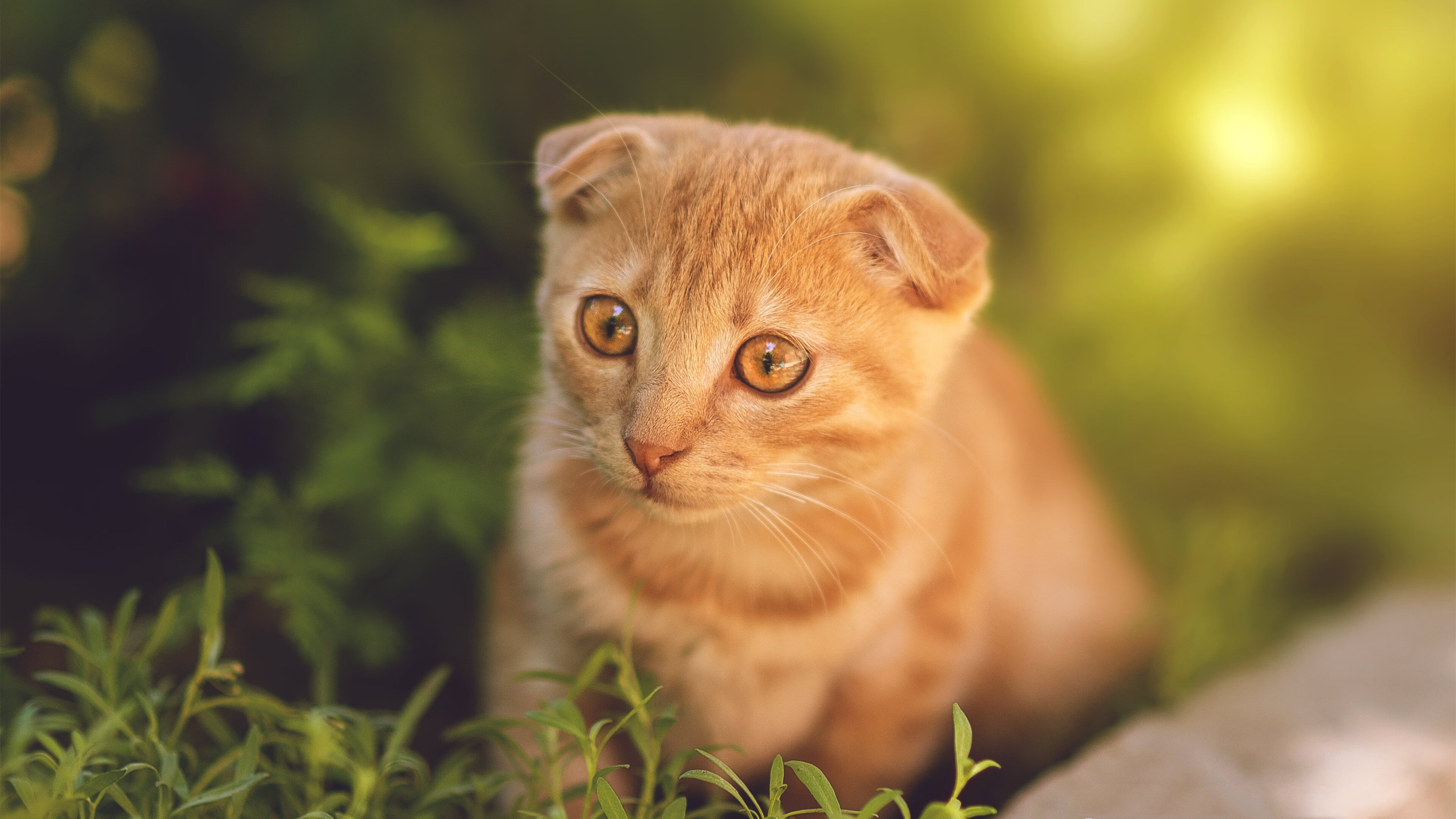 kaiyun体育综合-体育射手本场比赛攻入制胜球，体育射手本场比赛攻入制胜球算犯规吗