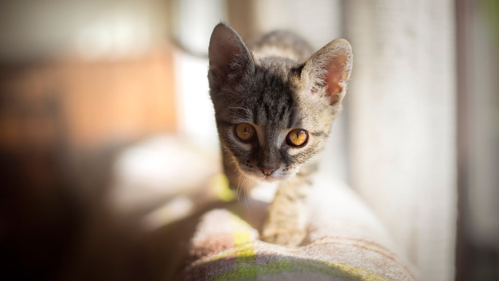 开云·Kaiyun网页版-图卢兹主场被天翼逼平，遭遇连败，图卢兹吧