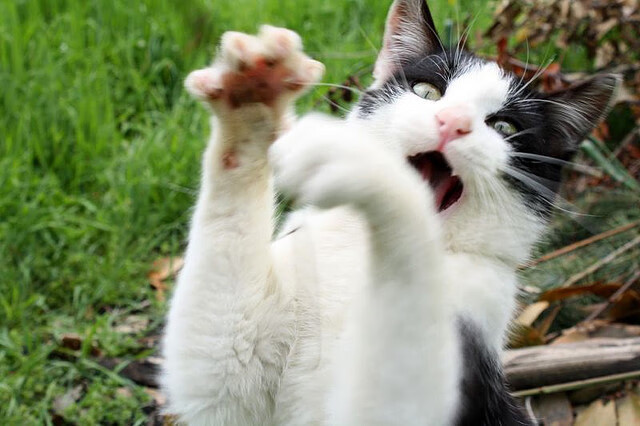 巴塞罗那豪取连胜，球队实力蒸蒸日上，巴塞罗那足球队百科