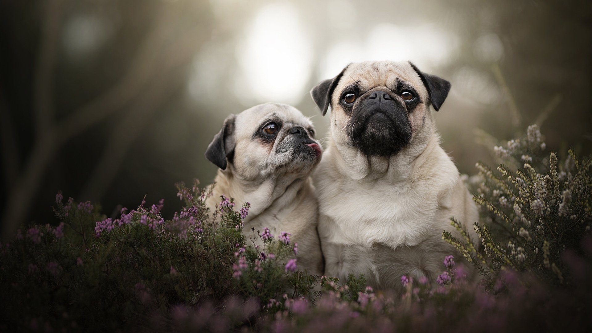 开云kaiyun-广州恒大主场实力不容忽视，战胜强敌，广州恒大的主场被称为魔鬼主场