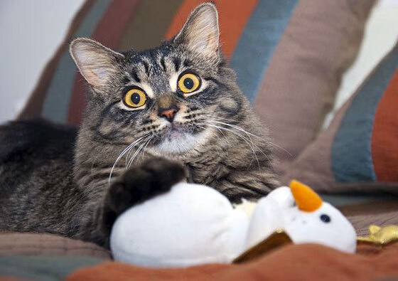 开云中国-昂热主场逼平，保住联赛不败纪录，昂热vs马赛比分预测