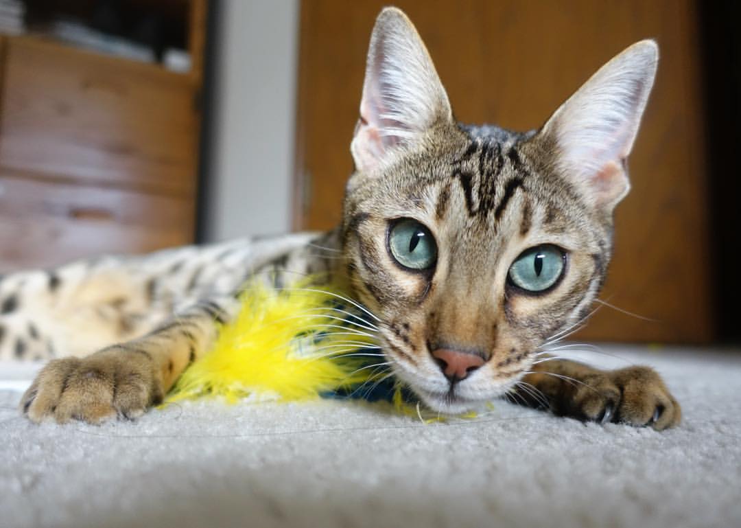 KAIYUNAPP-热火大胜太阳，常规赛巅峰对决中巴特勒三分雨不断，热火队巴特勒