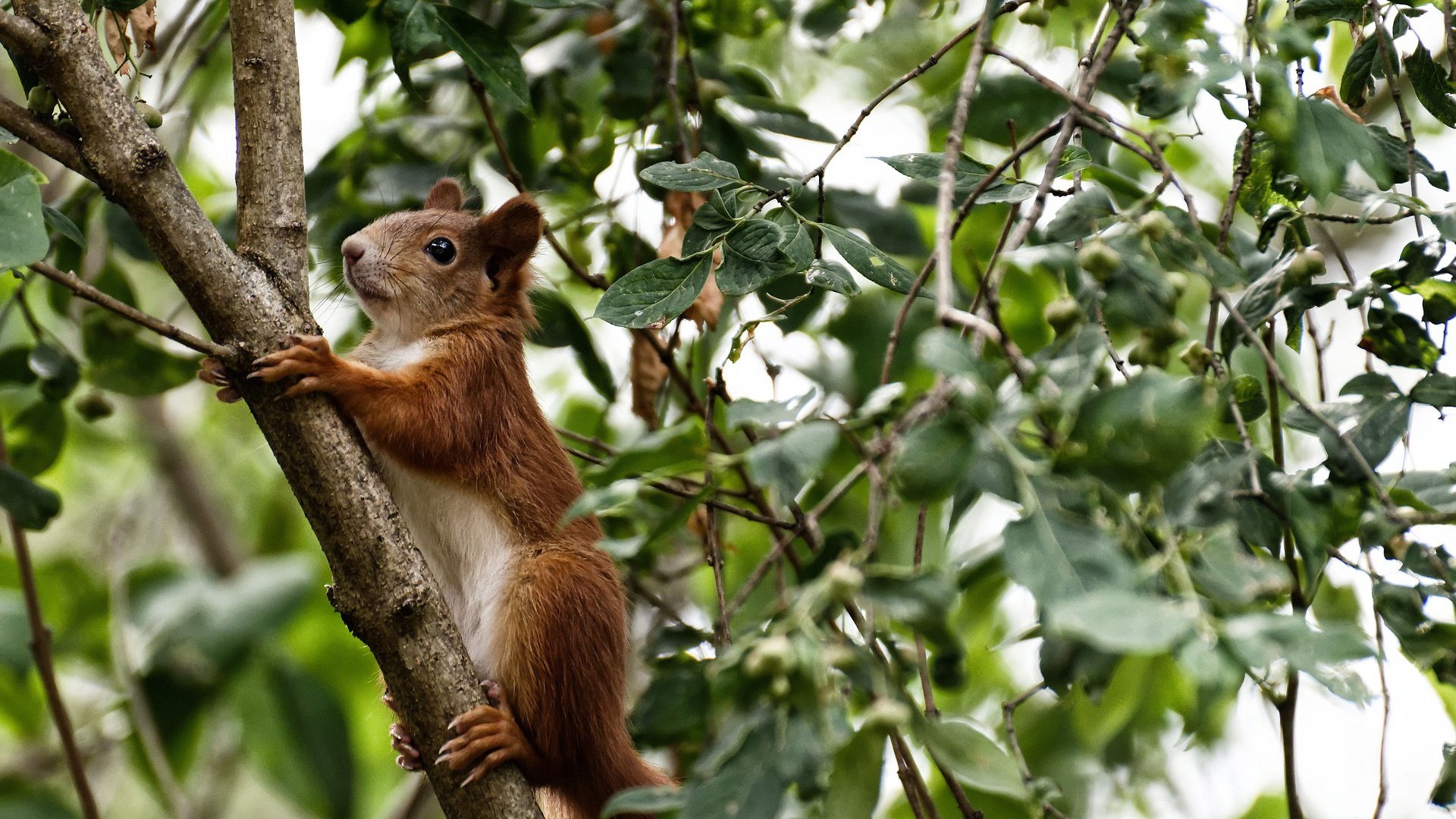 中国足球青少年联赛比赛规则细化完善，中国青少年足球比赛有哪些
