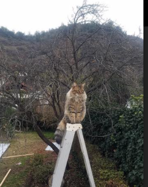 开云网页版-绿色环保材料在足球场馆建设中的应用规模持续扩大，行业绿色转型提速