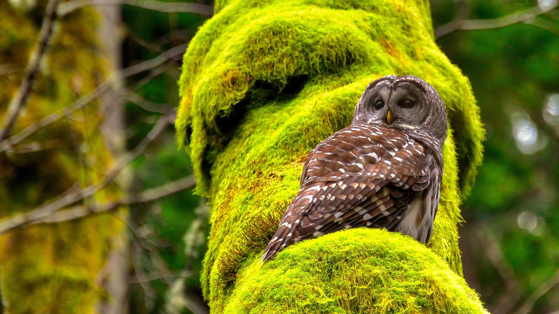 开云官网-西甲激情无限：明星毛片挑战极限！，毛寸女明星