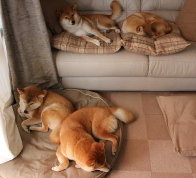 西甲激情无限：明星毛片挑战极限！，毛寸女明星