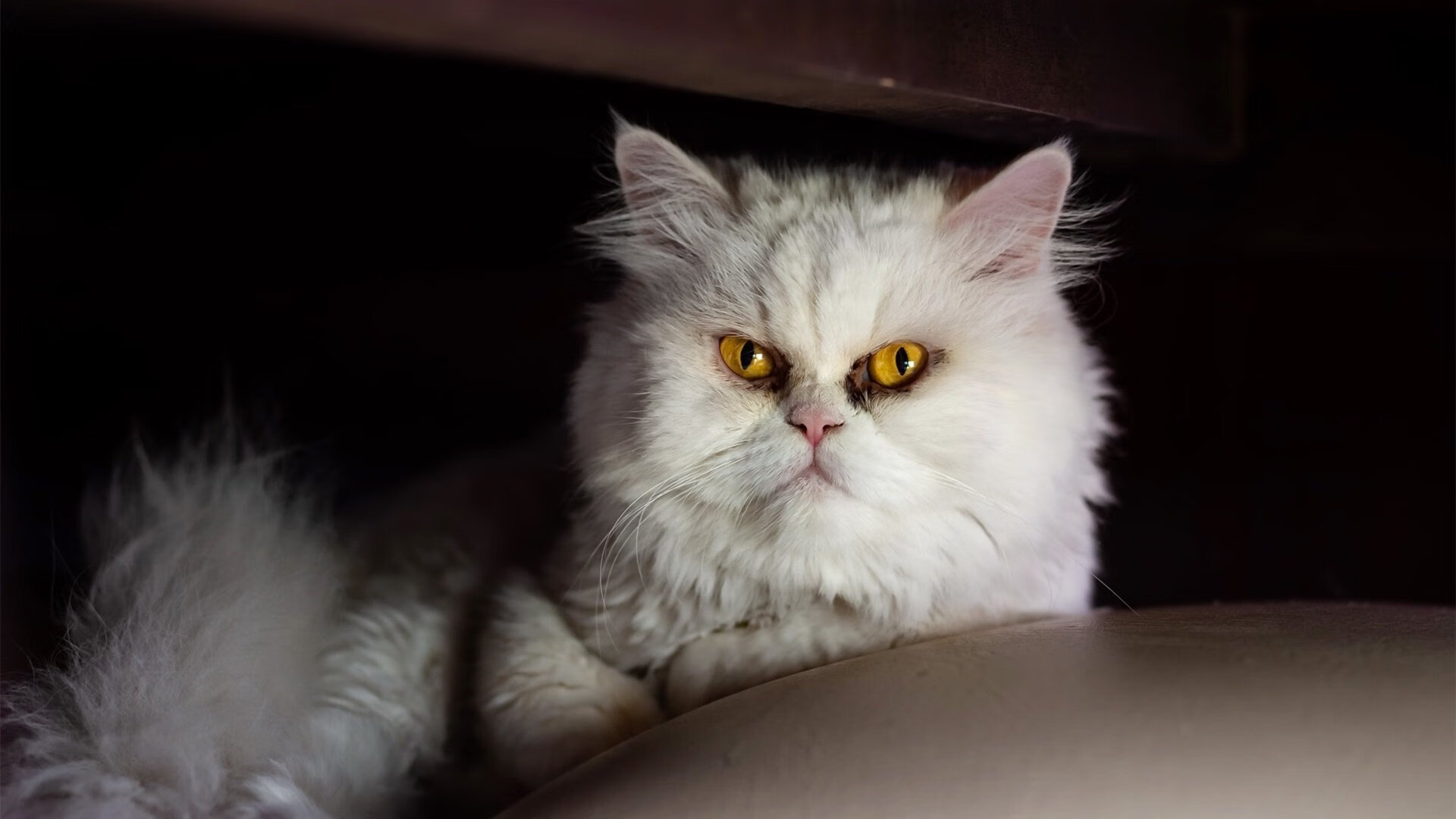 马术跨界合作活动引入城市生活方式，马术产业链